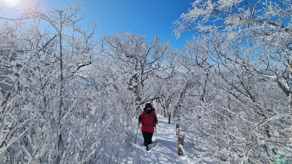 발왕산 숲길