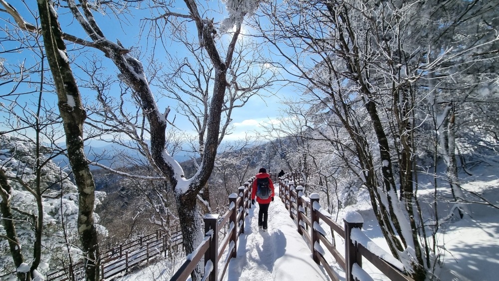 천년주목숲길