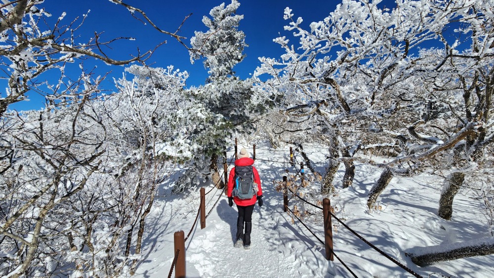 주목 상고대