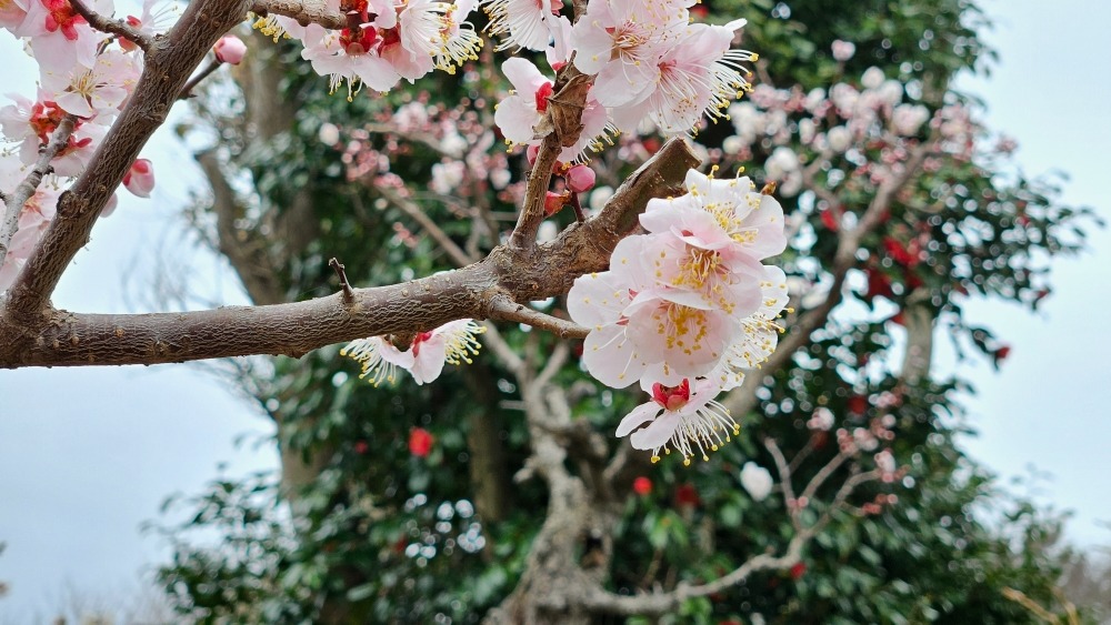 백매화