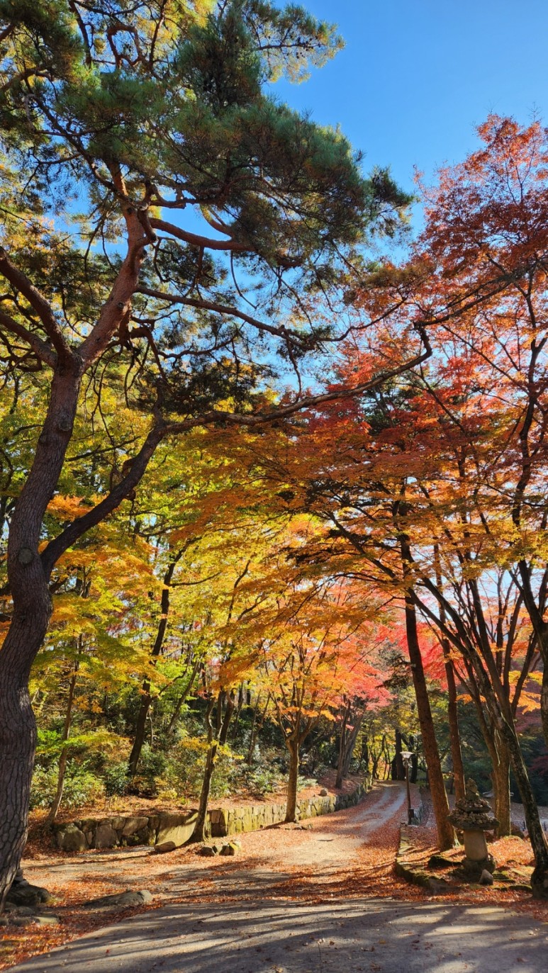 화순 유마사 단풍 숲길