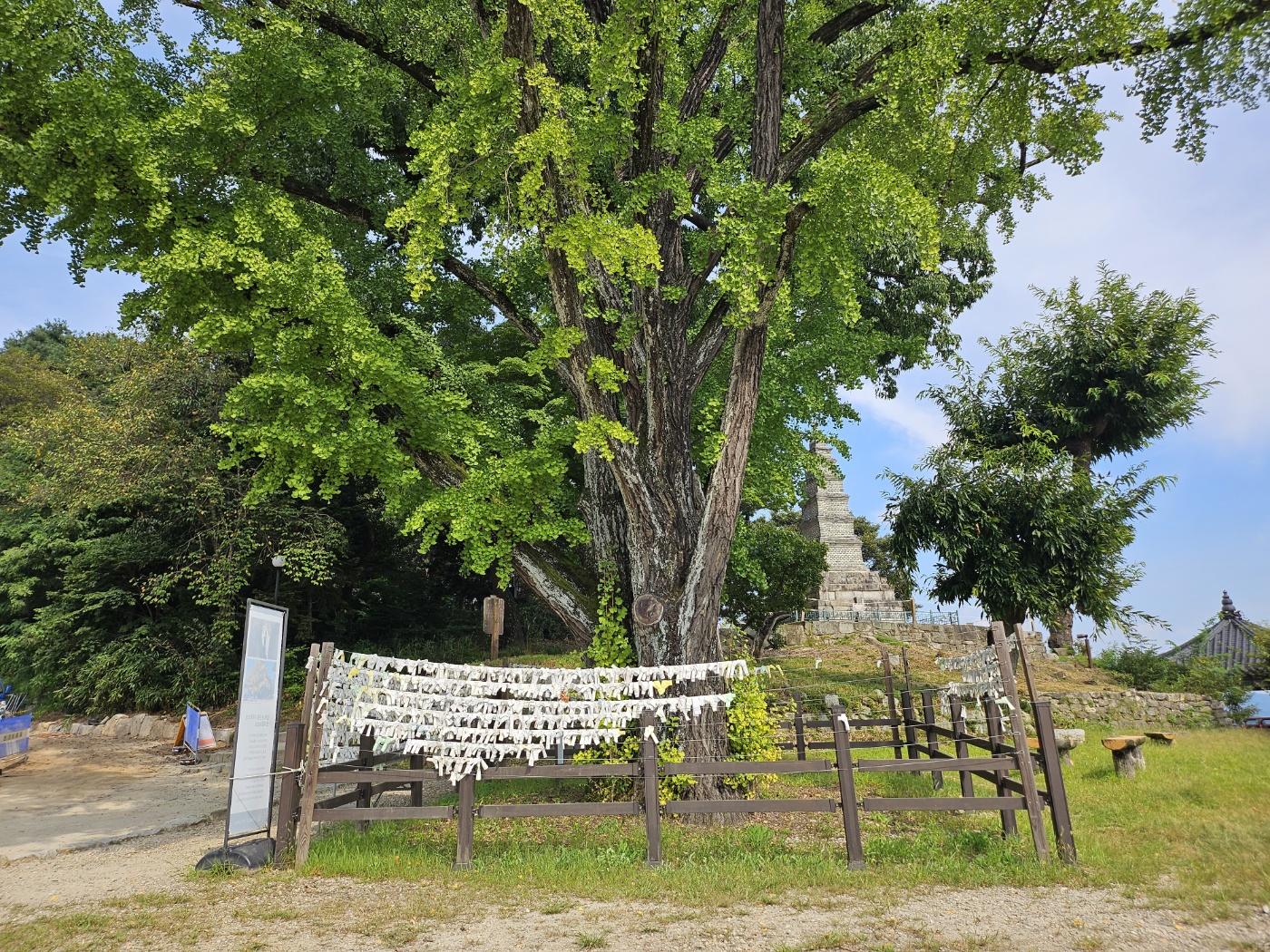 여주 신륵사 은행나무(사진=경기관광공사)